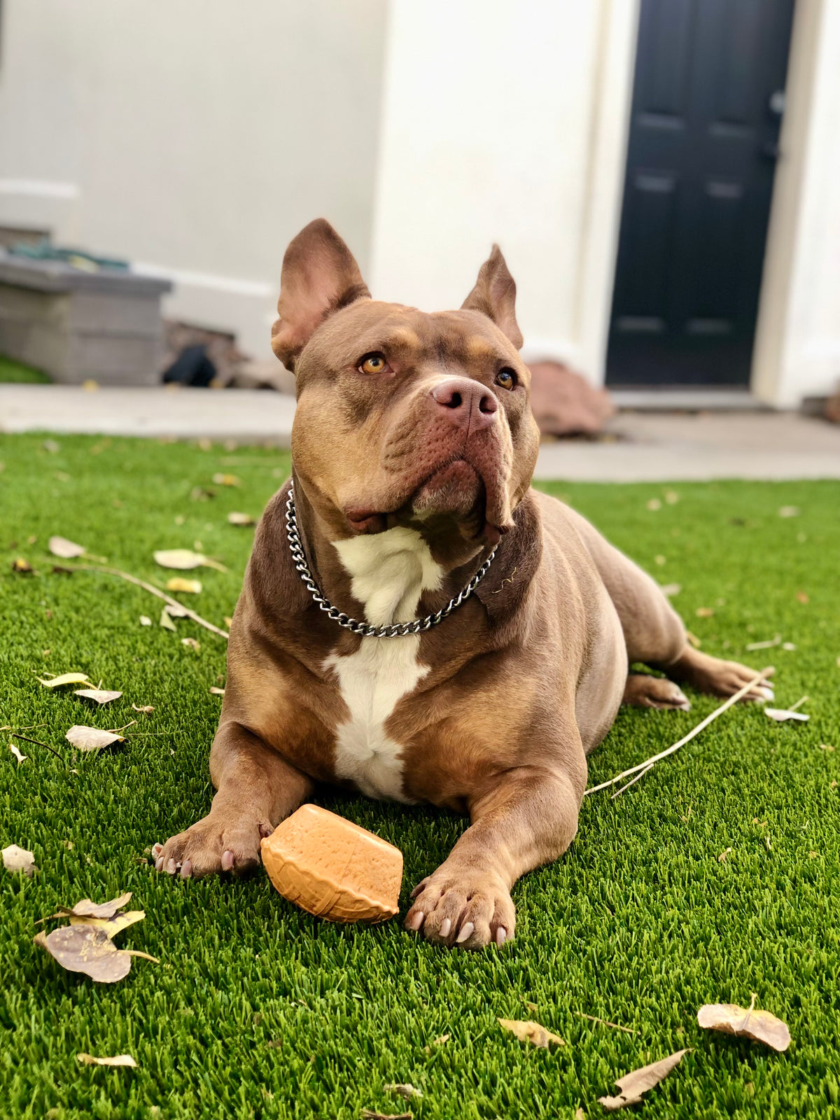 Mochi, the Sniffworthy dog